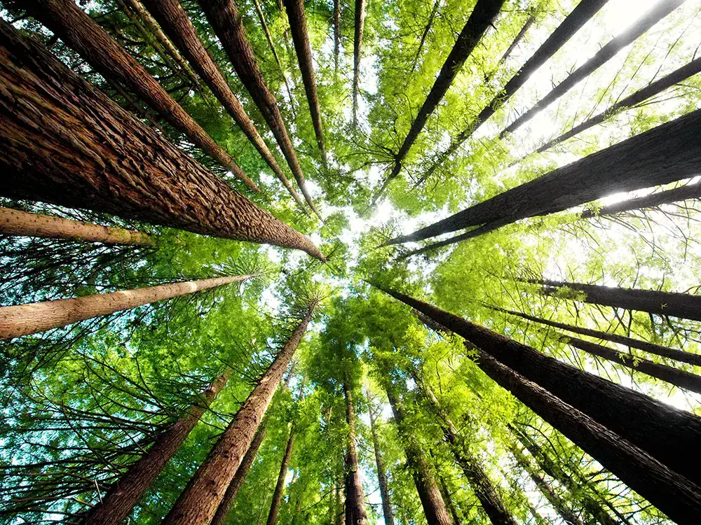 Trees against a bright sky